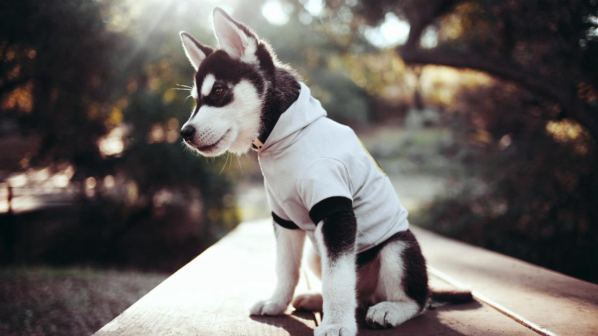 “荒野之战:沙丘与泥泞中的血战”,荒野之战电影