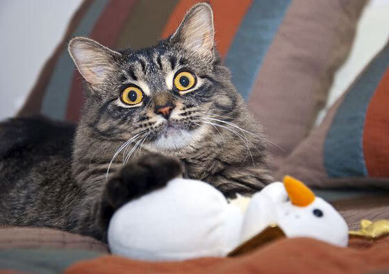 “西甲战火升级，联赛进入关键阶段”，最新西甲战报