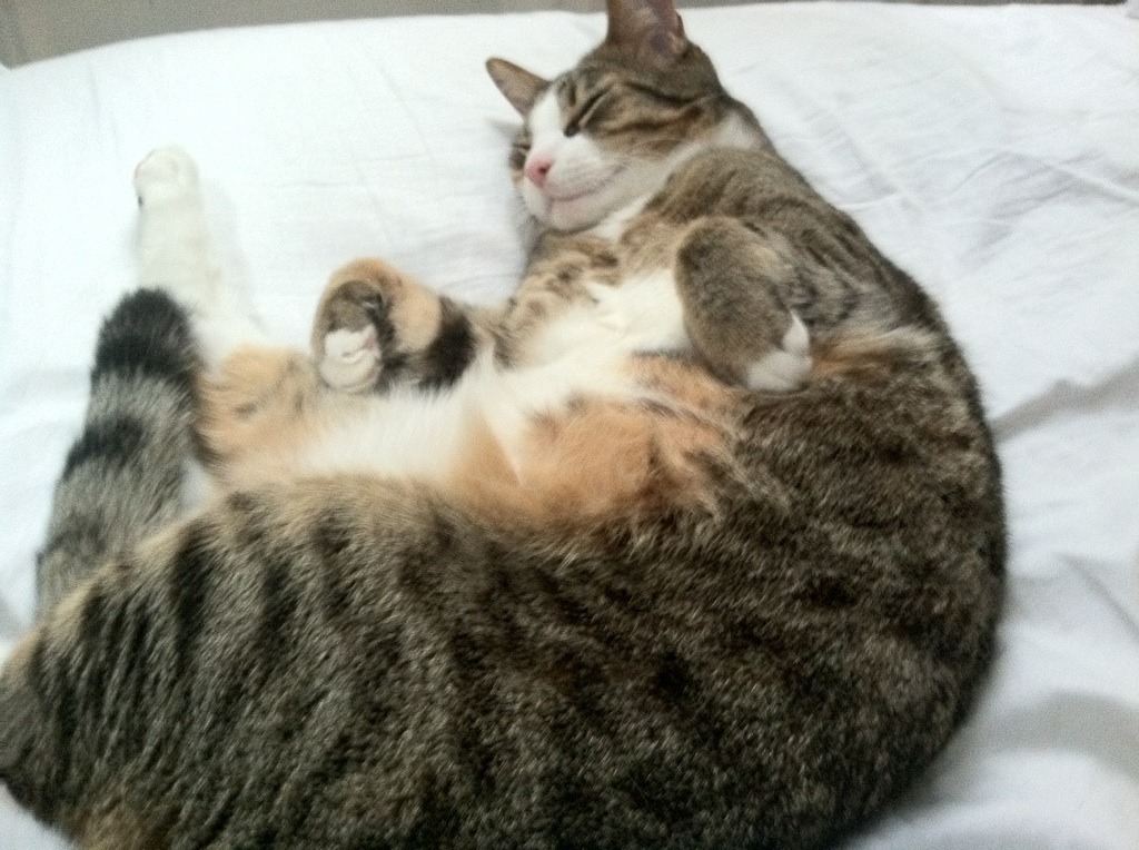 九游登录入口-《CS_GO欧洲巡回赛，Fallen领衔AG战队惊艳表现》，csgo欧洲发展冠军联赛