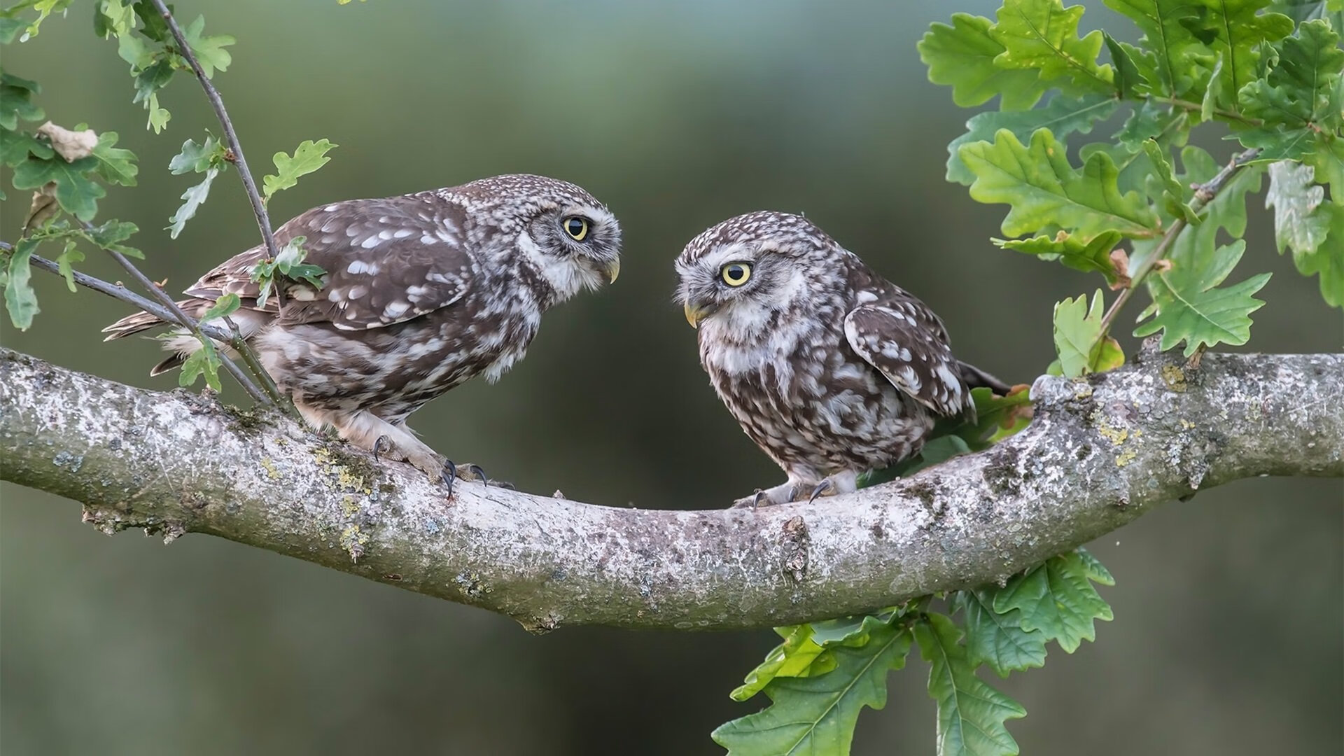 九游娱乐APP-【赛事报道】丁俊晖如何利用攻防结合取胜？策略大揭秘，丁俊晖防守视频