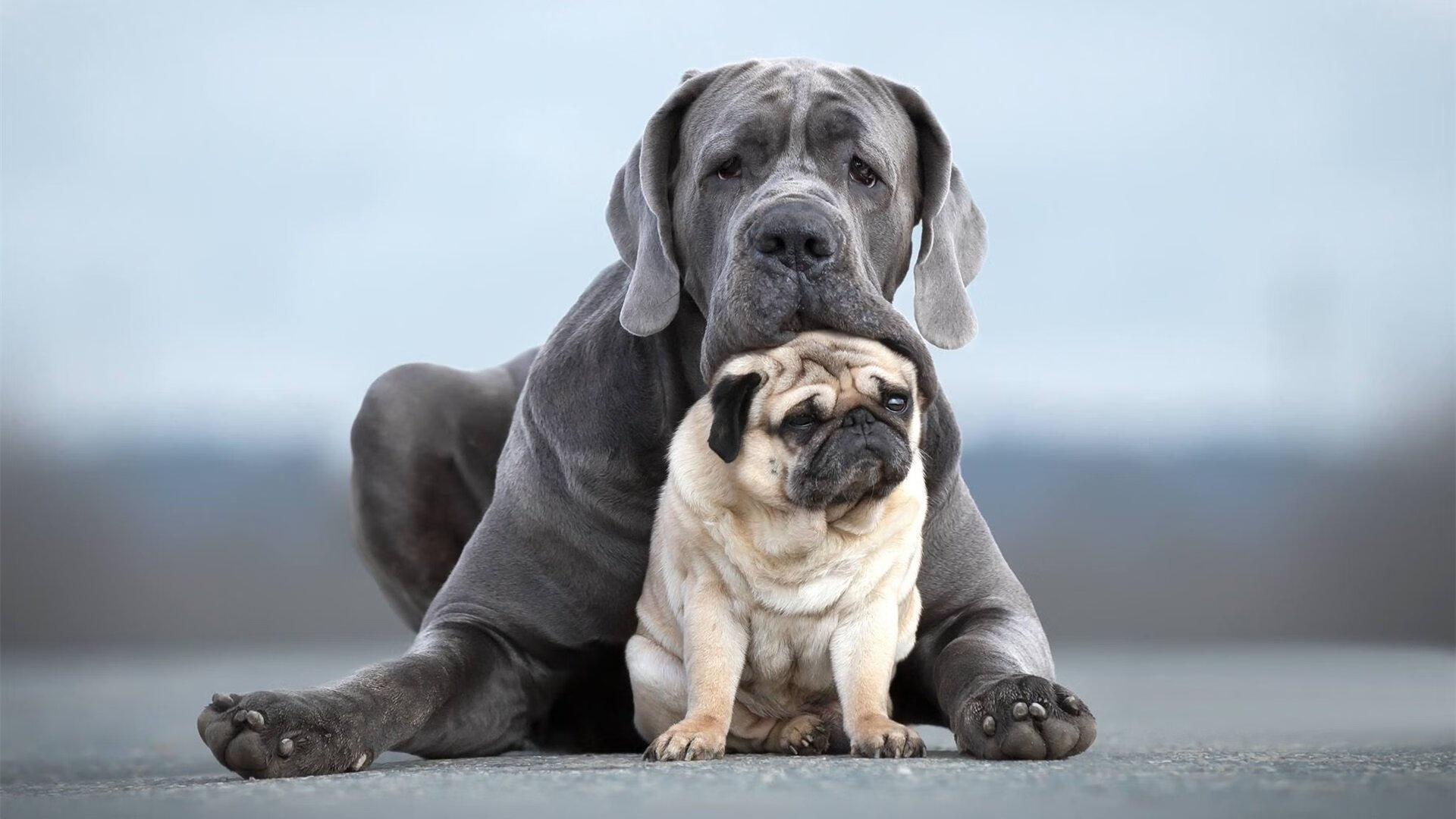 世界赛车锦标赛:速度王者的巅峰对决,世界赛车冠军是谁