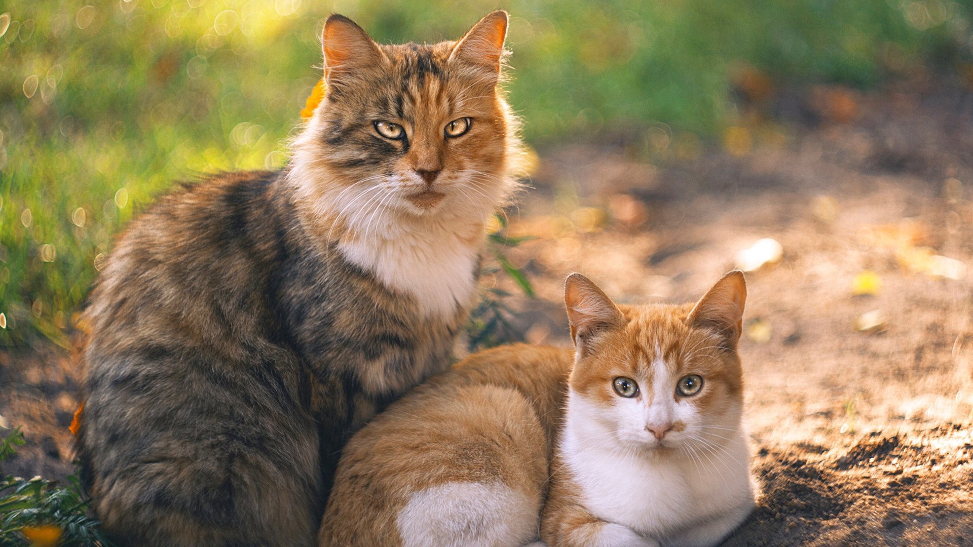 吉安卢卡·拉米在男子马拉松中获得第六名，吉安卢卡·特拉诺瓦