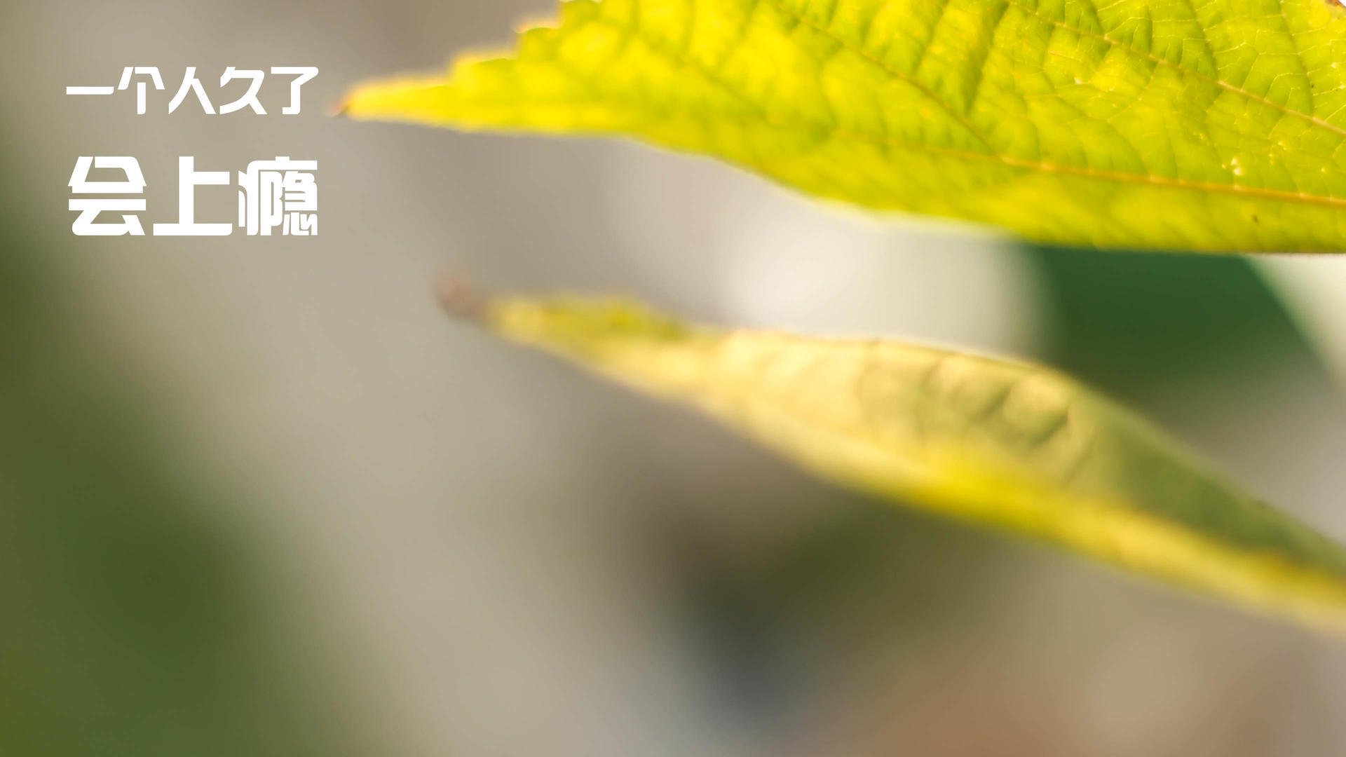 九游娱乐官网 (JIUYOU)-四分马拉松，短距离跑者的极速冲刺，四分马拉松多少公里多少米