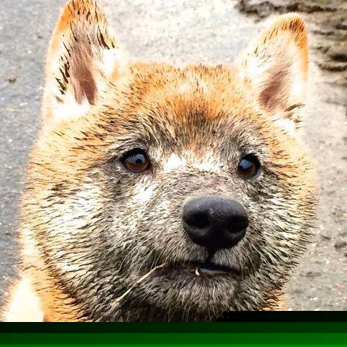 Jiuyou-巴西队在美洲杯小组赛中以1胜2平的战绩晋级八强，巴西队美洲杯主力阵容