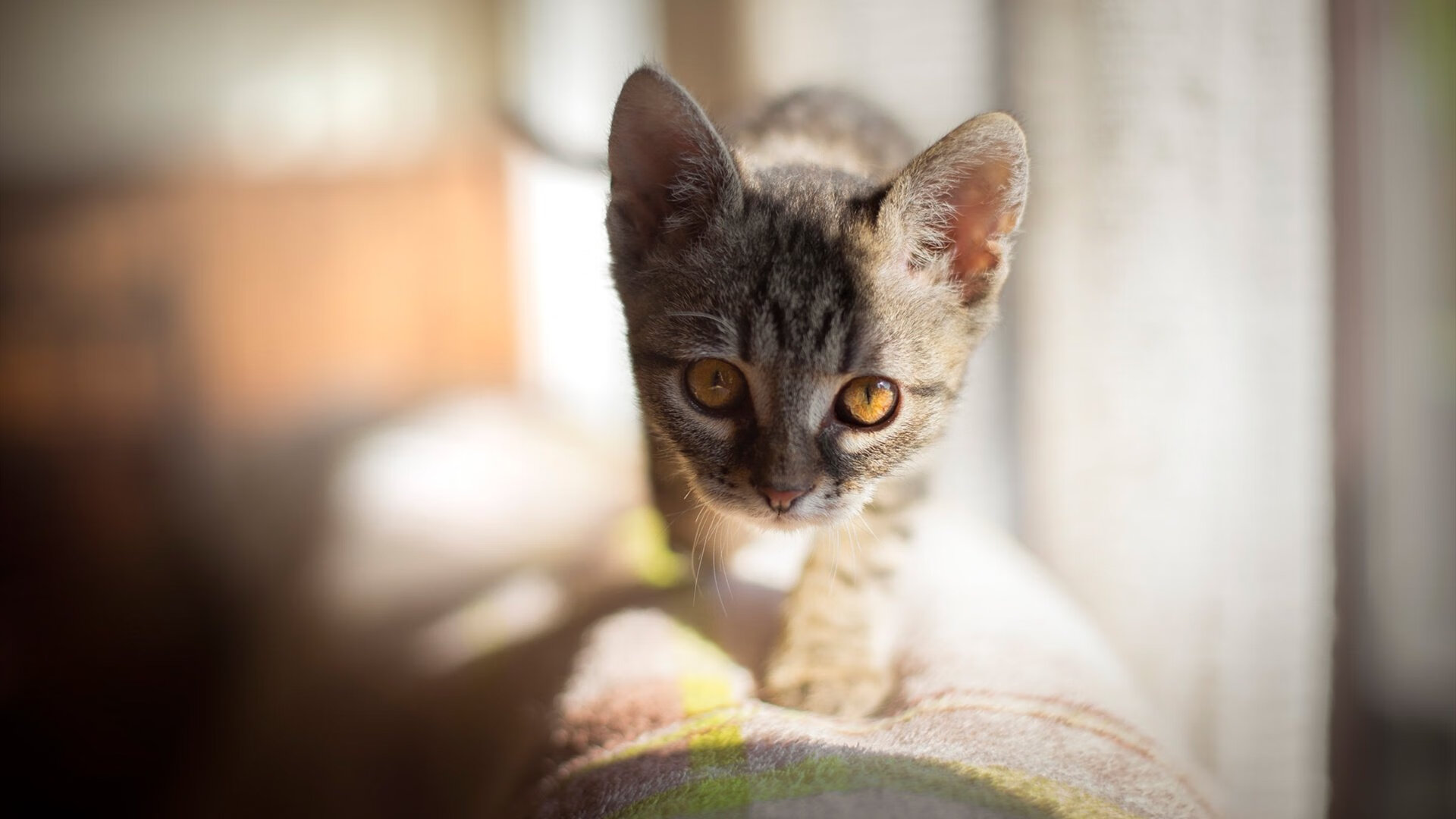社区运营新策略，增强粉丝粘性和参与感，社区粉丝运营模式