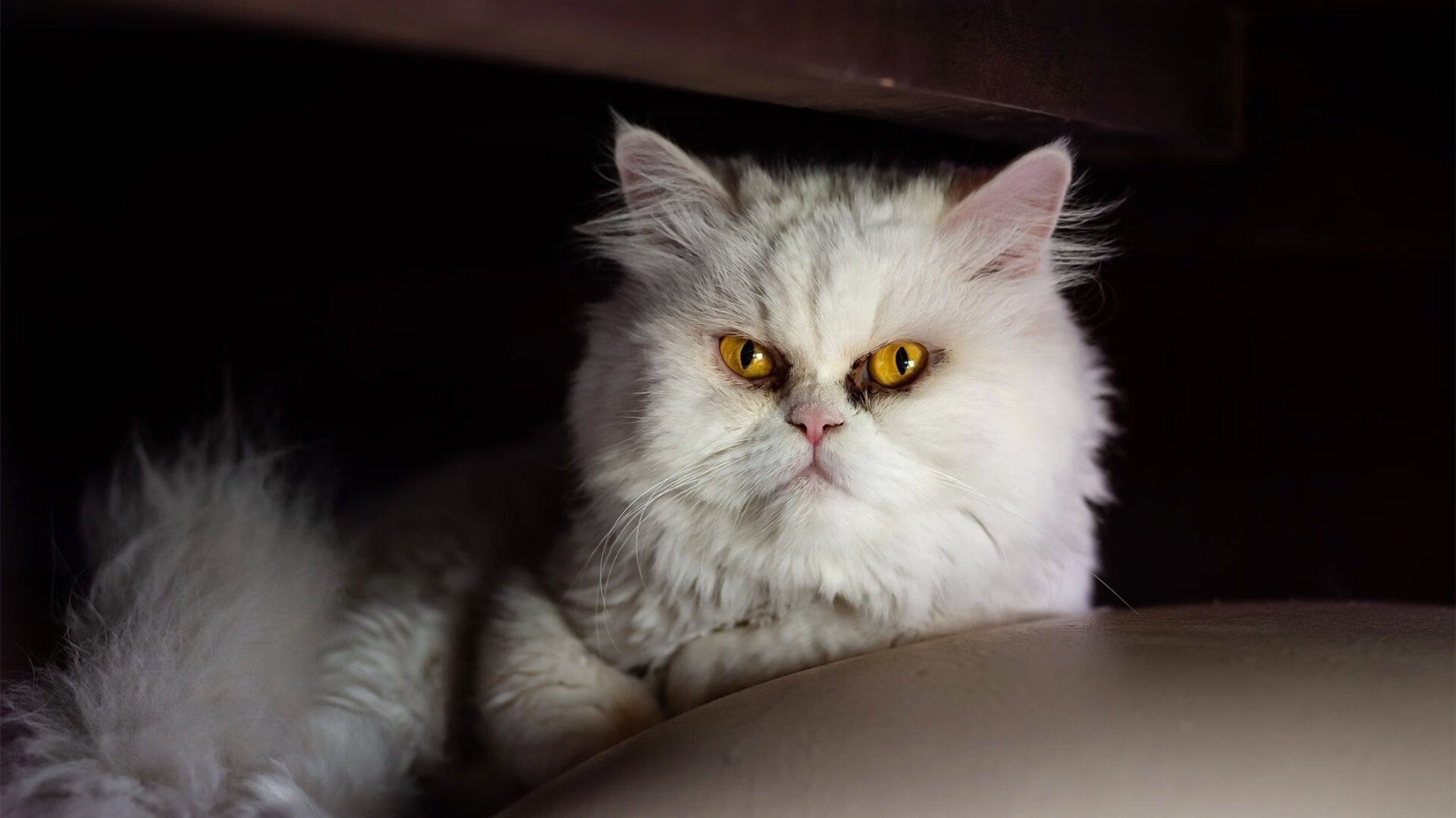 野外探险之旅:穿越荒原沙丘的极限赛车争霸,沙地越野赛车