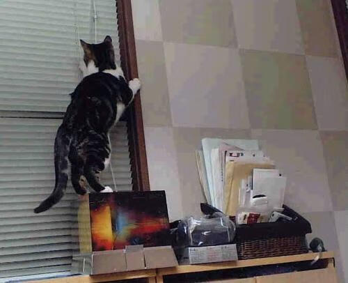 巴西选手气势滔天，势不可挡，巴西职业选手