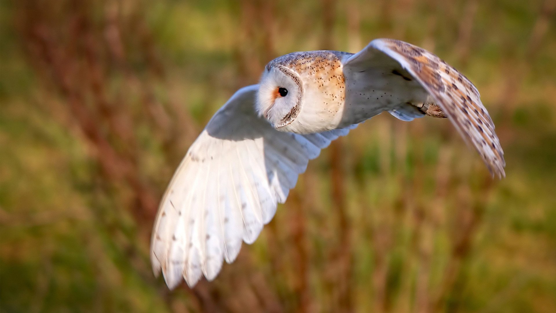 九游sports-球队老将伤停困扰，新秀崭露头角，新秀球员名单