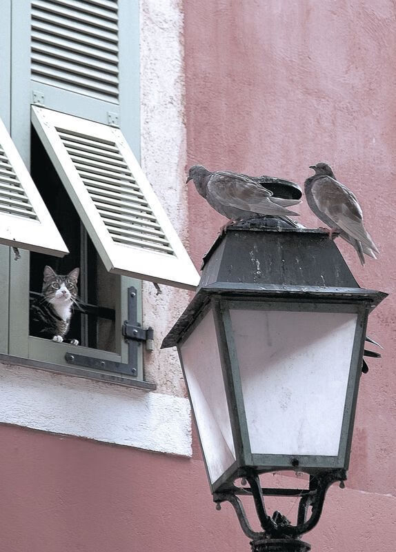 芬兰国家队取得欧洲杯正赛资格，实现历史突破，芬兰欧洲杯预选赛10场比赛