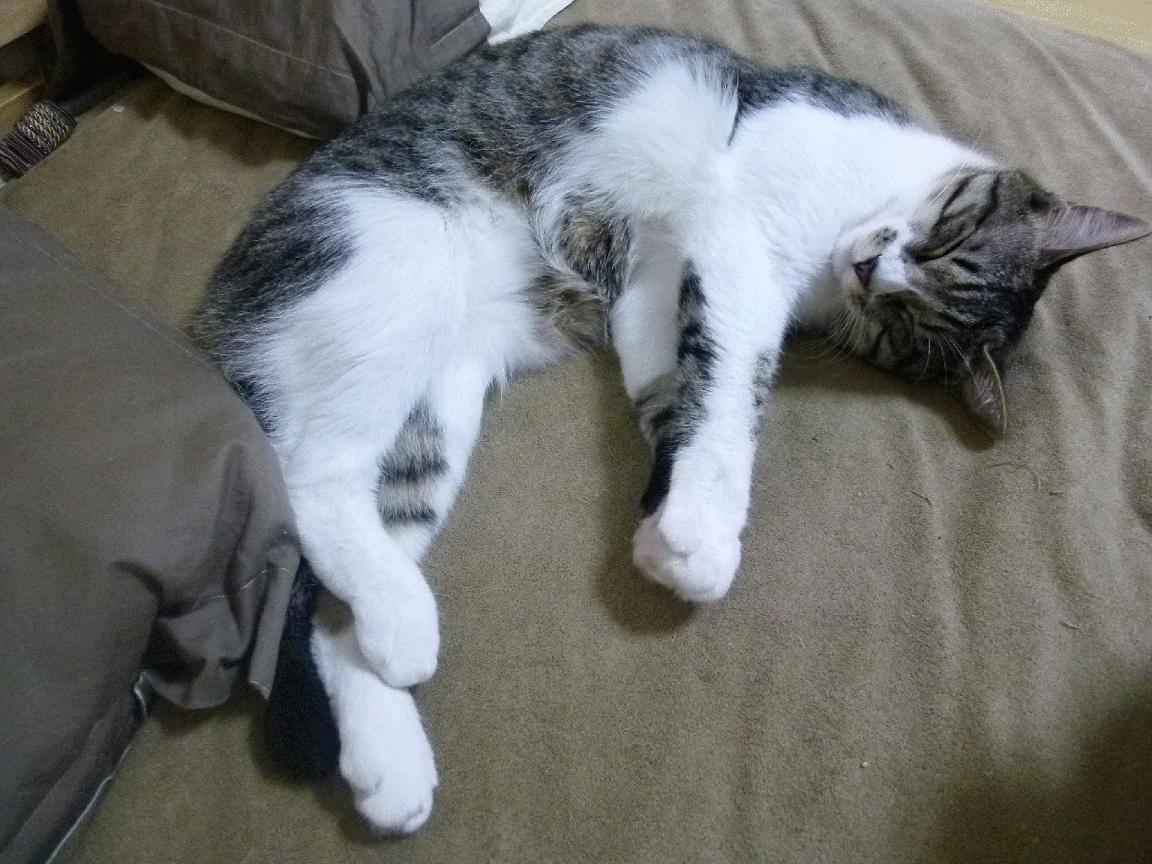 九游APP官网-莱加内斯遭遇主场溃败，战绩下滑，莱加内斯吧