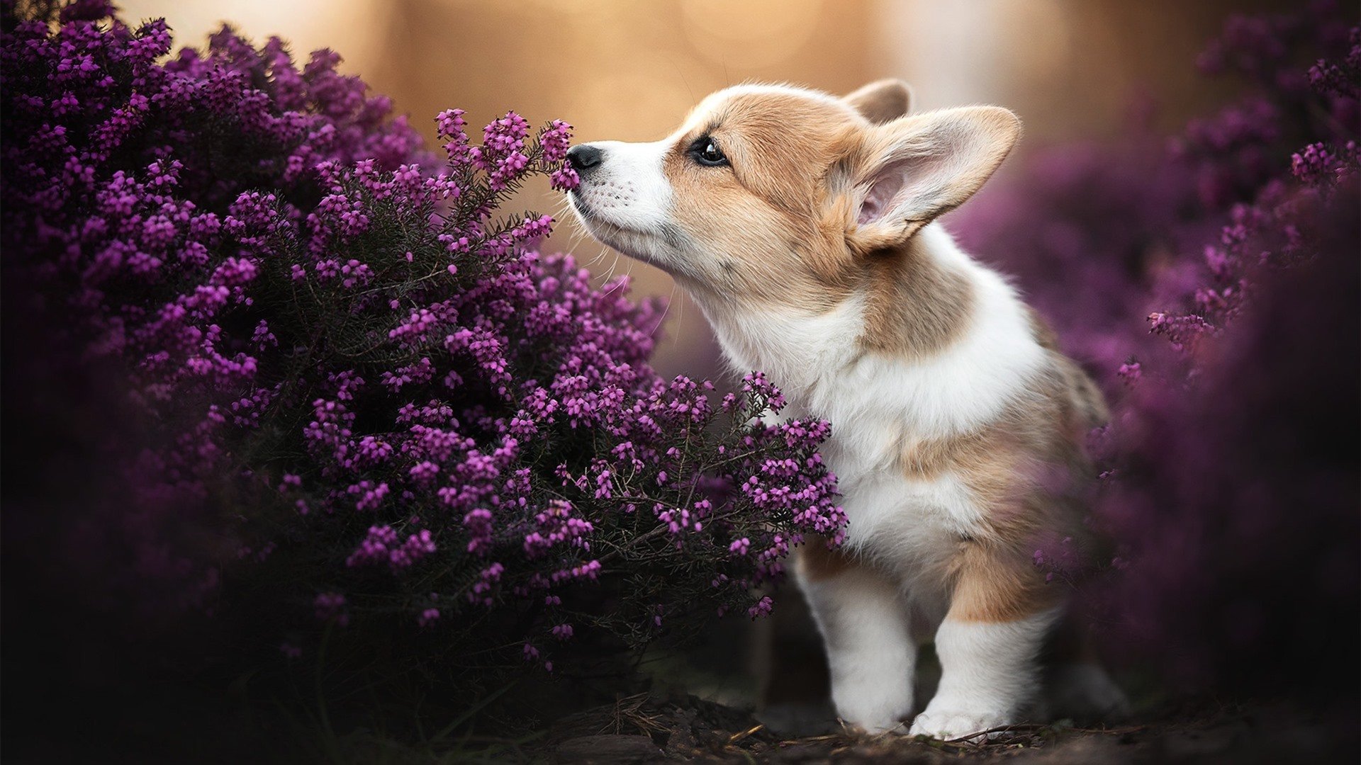 九游游戏中心官网-阿尔阿赫利青训营培养新星，未来可期，阿尔阿赫利埃及