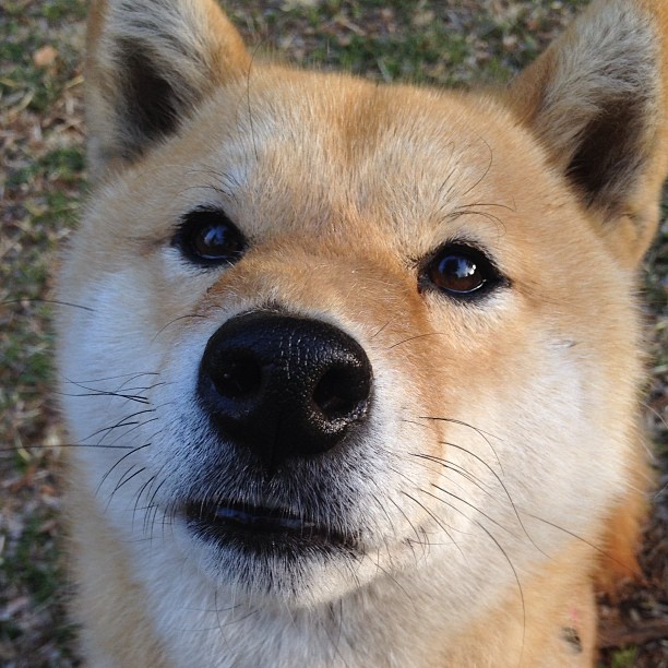 九游登录中心-雄马刺队客场夺冠，成功逆转胜出，马刺vs雄鹿赛事推荐