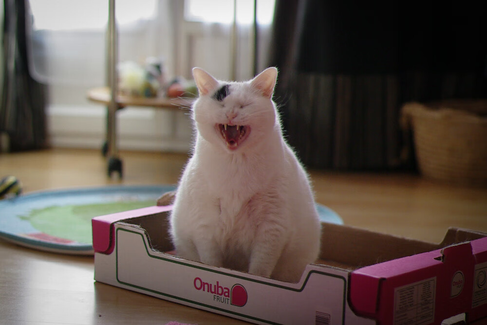 意甲教练组使用语义分析工具优化临场语言指令结构,意甲 教练