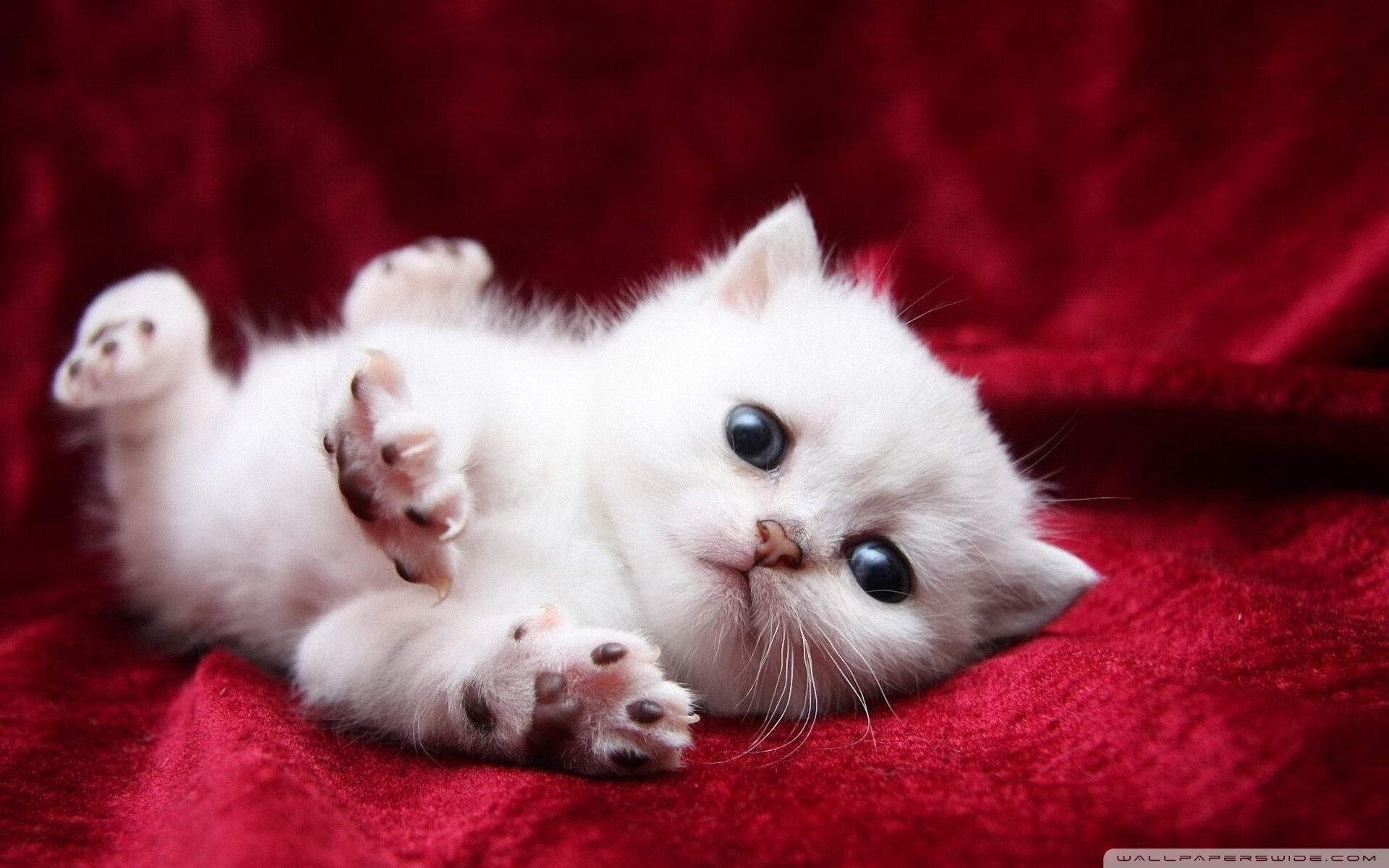 九游网游官网-篮球运动员心理健康维护，篮球比赛心理分析