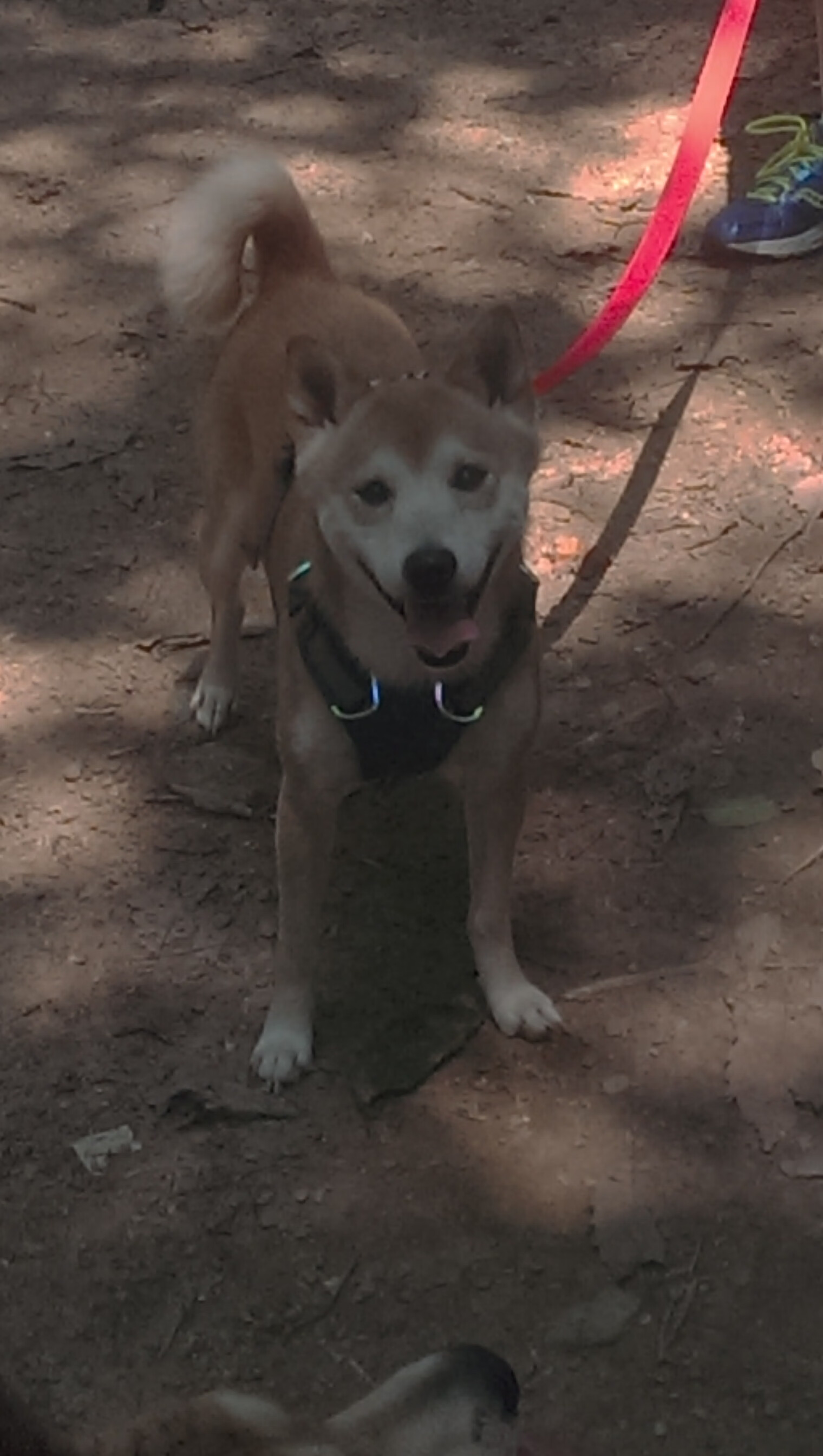 英超心理韧性训练对球员赛场表现的长期影响，心理韧性什么意思