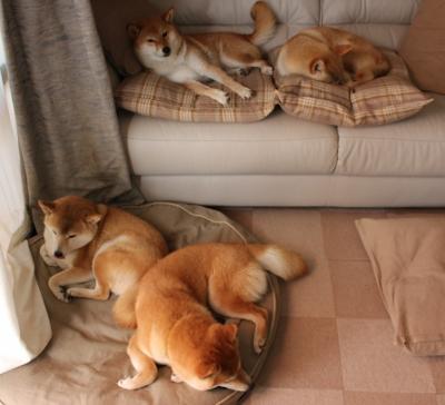 乒乓球国家队专项数据平台助力成绩提升,国家乒乓球网站