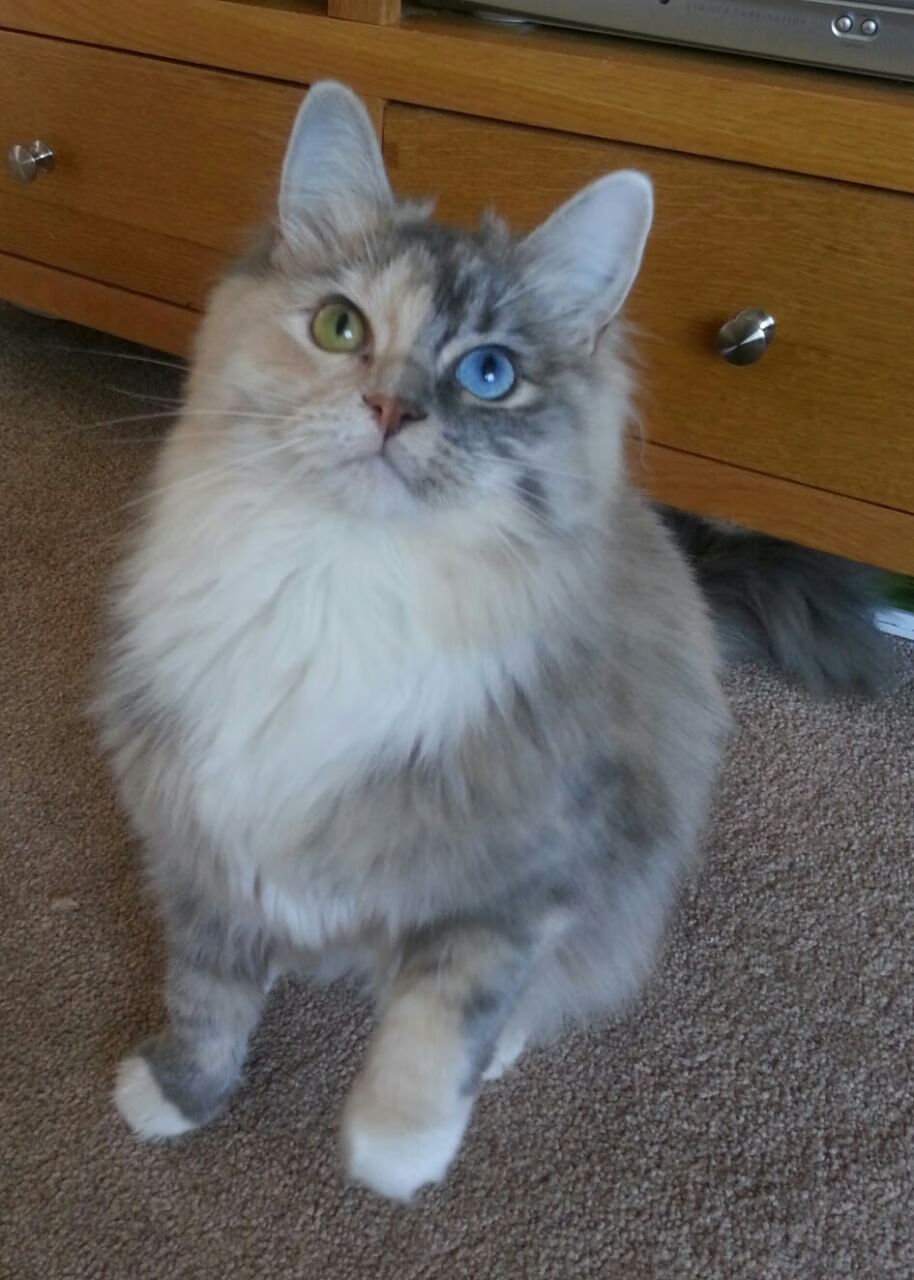 加拿大队的全员协作:国际乒联混合团体世界杯的完美配合,加拿大乒乓球外援