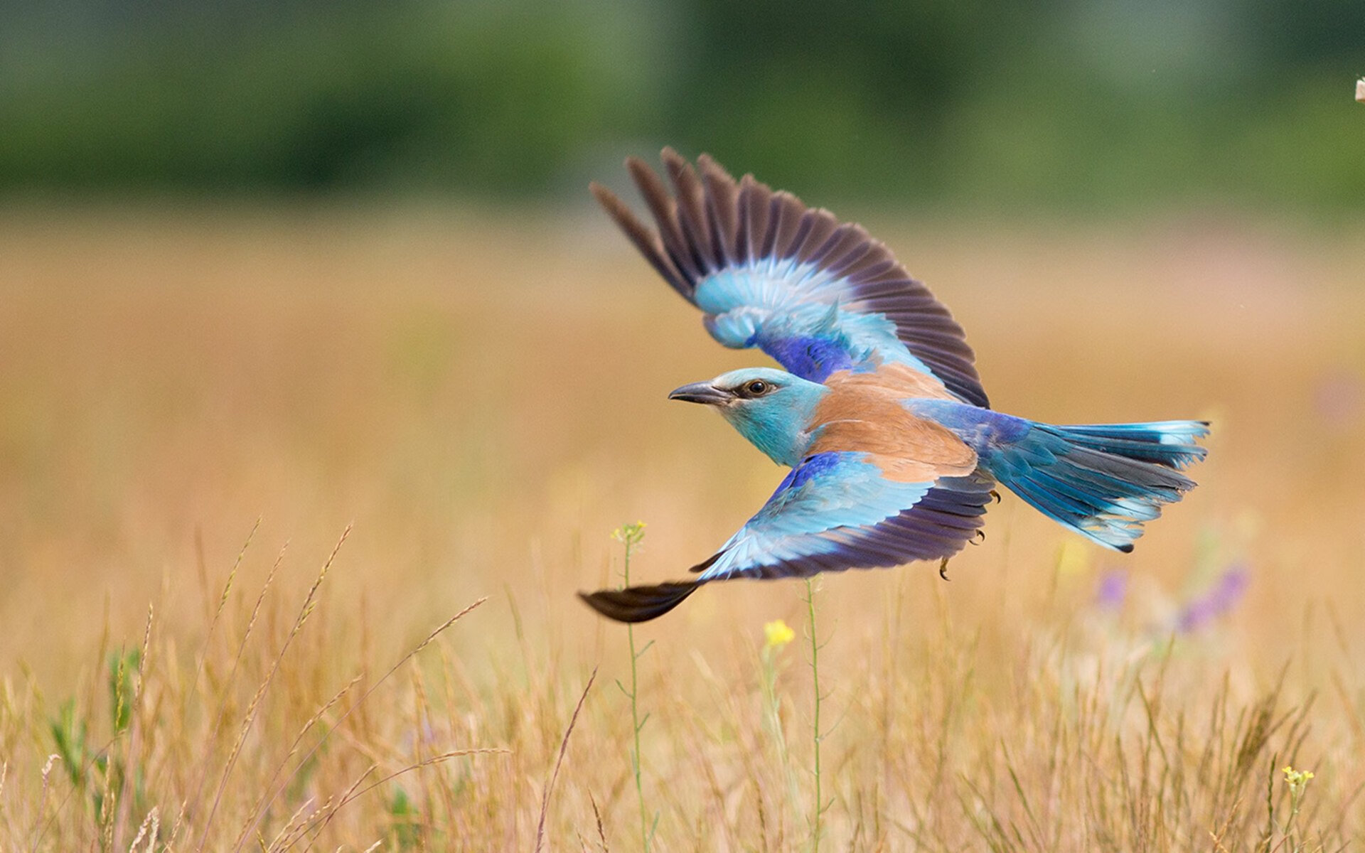 电竞女选手表现亮眼打破刻板印象，电竞 女选手