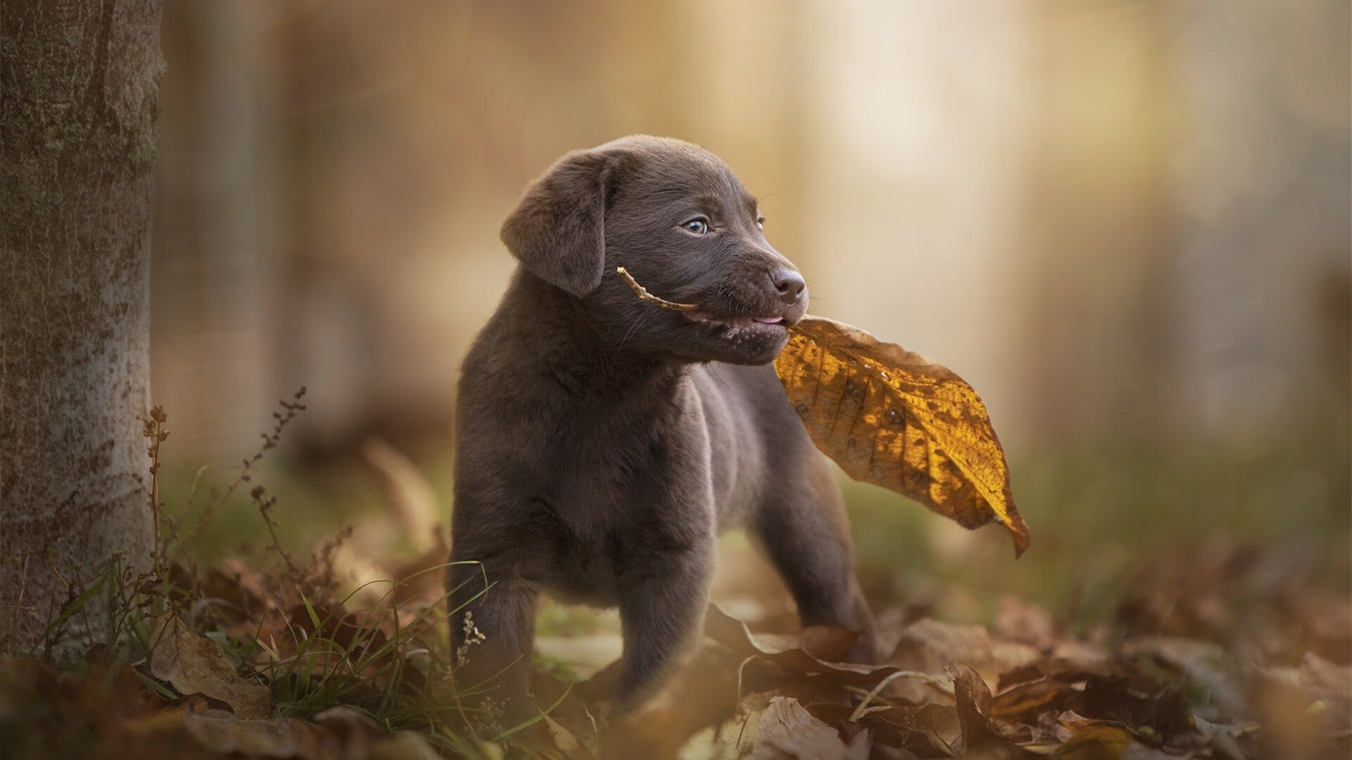 九游下载官网-莱德基长距离自由泳无人可敌，莱德基自由泳技术