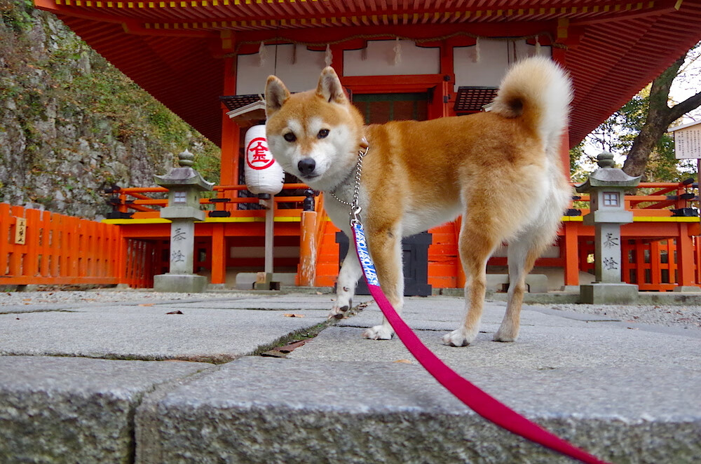九游娱乐(jiuyou)官方网站-中国篮球打造城市代表队体系构建区域联赛格局，全国篮球城市