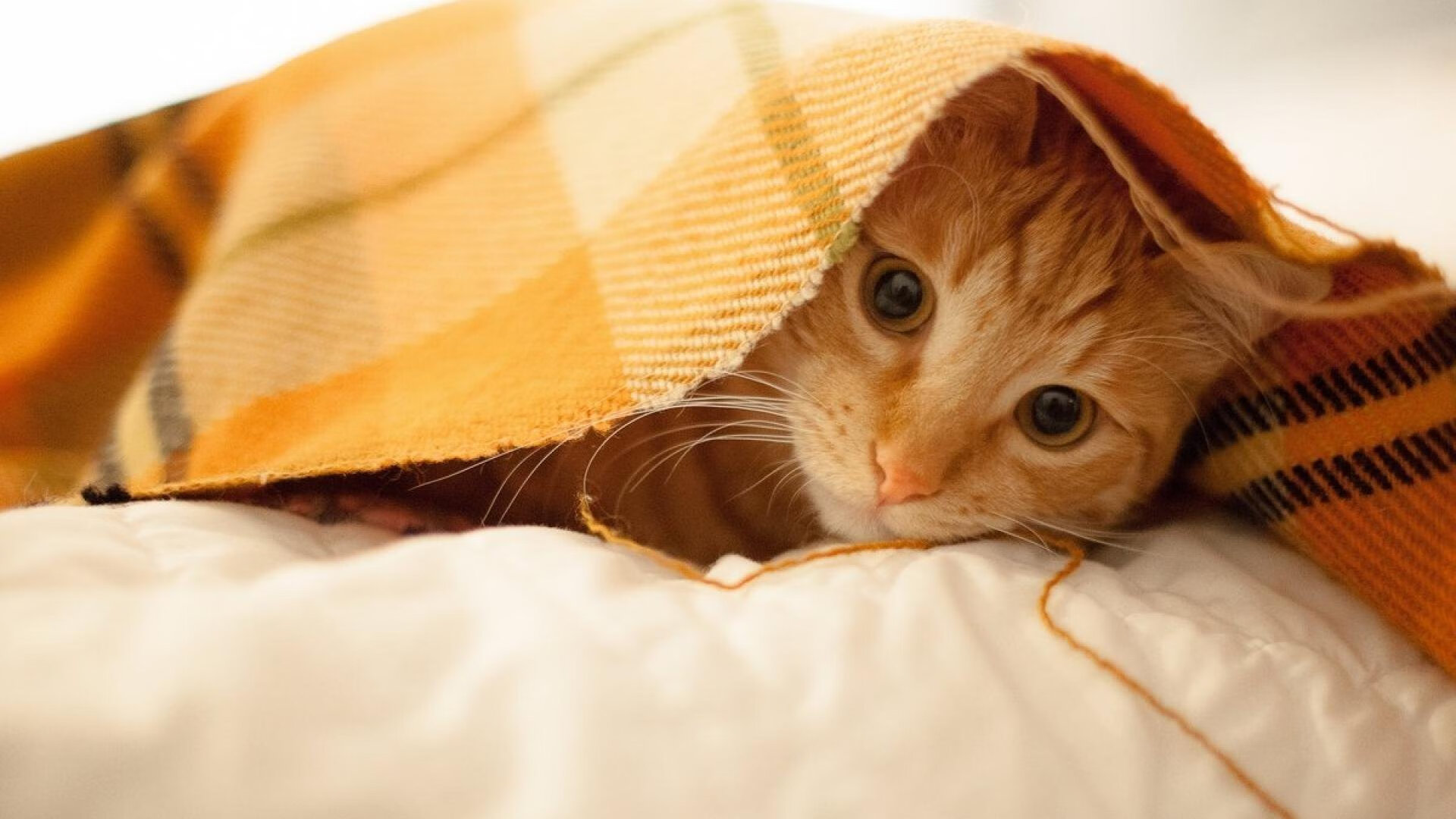 体育新闻中心发布全国教练员交流合作平台使用说明，全国教练员岗位培训系统