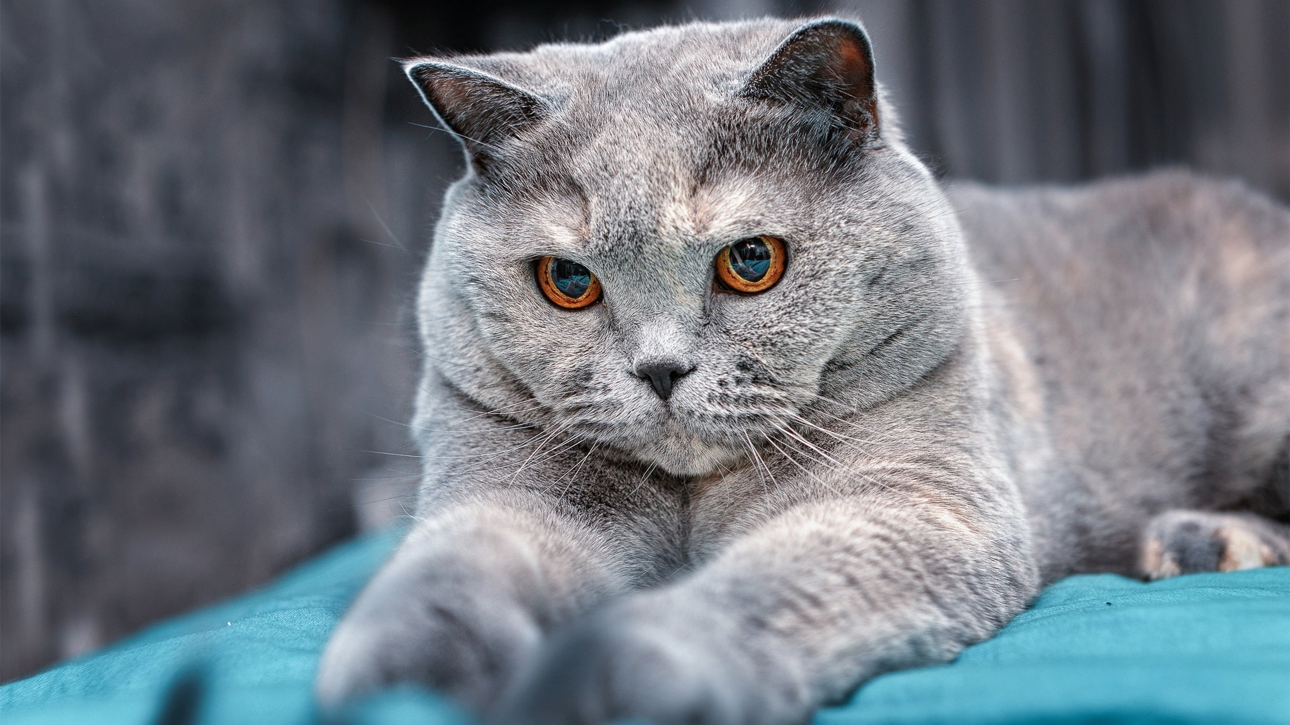 公牛防守策略奏效成功限制对方得分点，公牛控球后卫