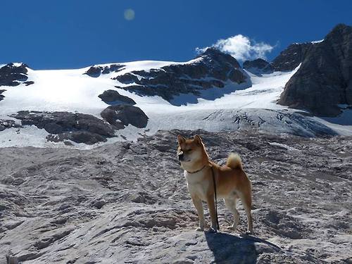 九游网页版官网入口-跳水配合默契奥地利顺利晋级，奥地利跳远运动员