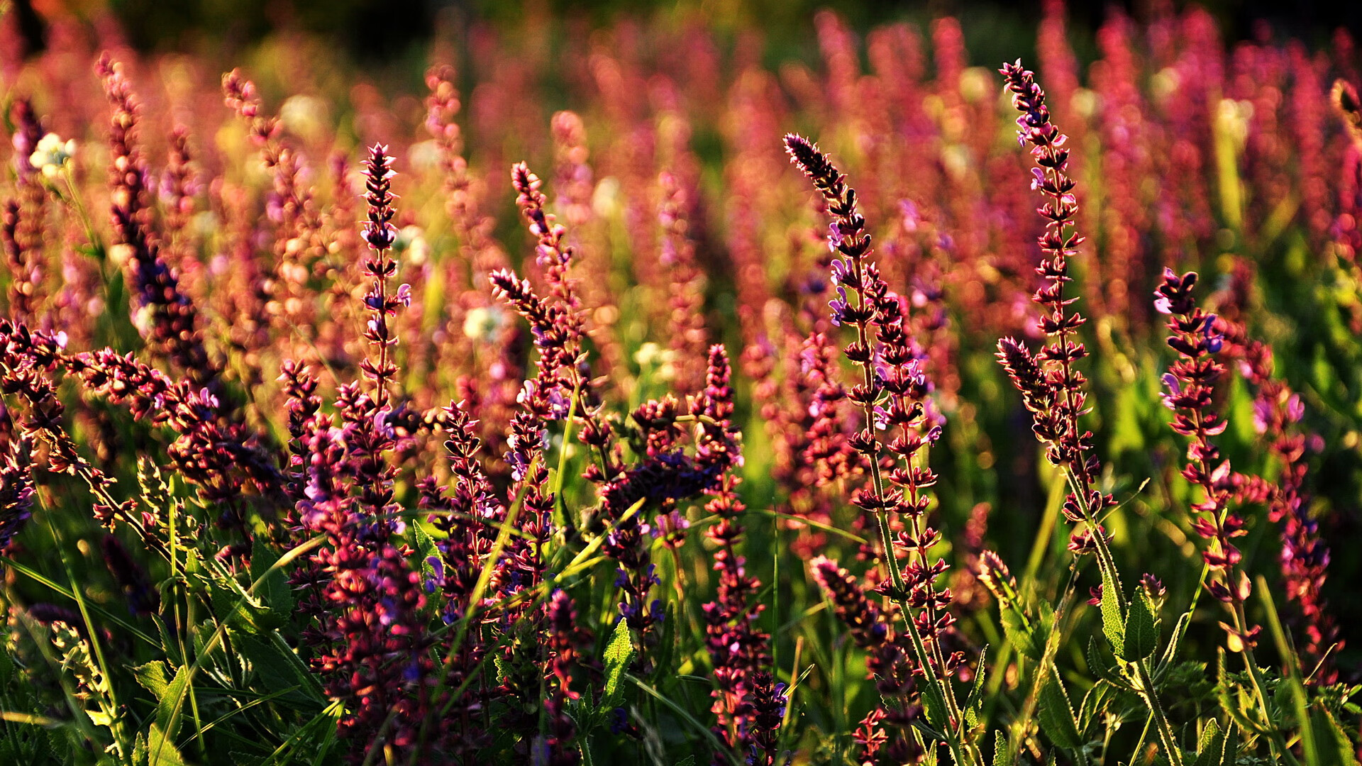 Jiu You-霍特·巴雷特：作为全黑队的全能中场，他的快速决策和精确控制帮助球队夺得多场胜利